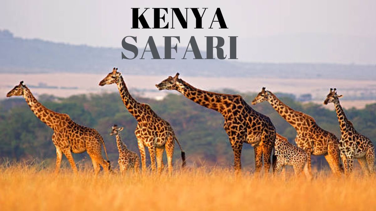 Wild Wonders of Kenya's Safaris