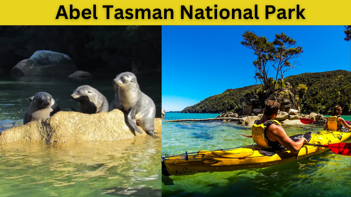 Water Adventures in Abel Tasman National Park