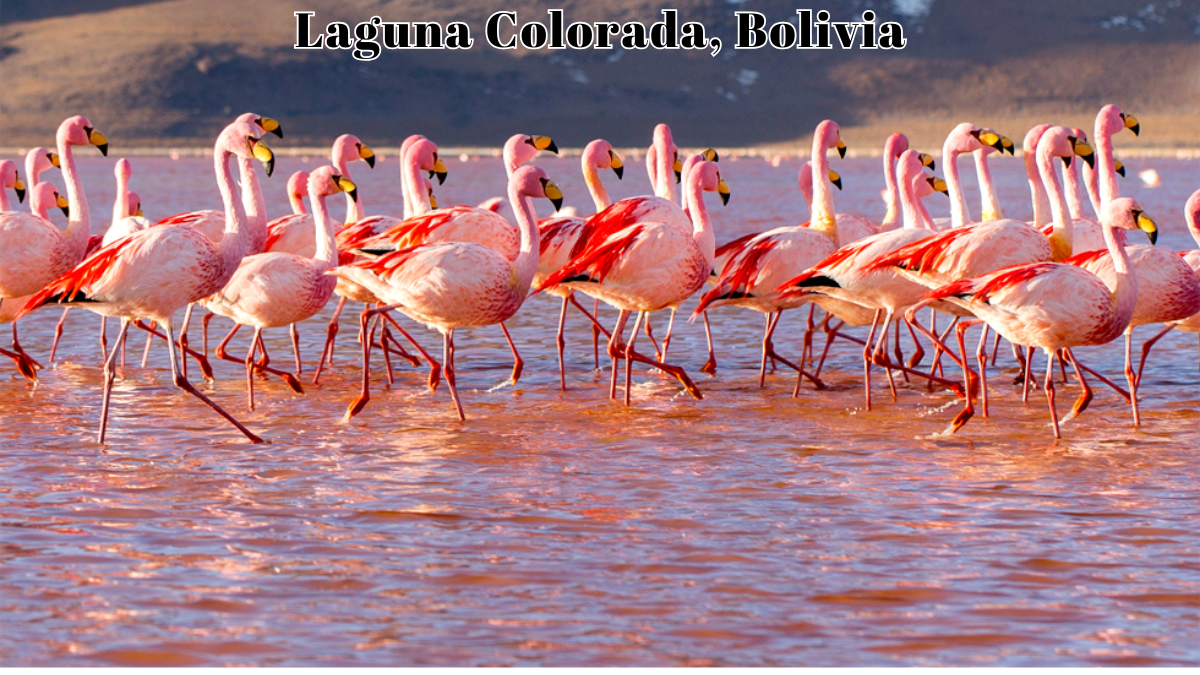 Discover the Flamingo Paradise of Laguna Colorada