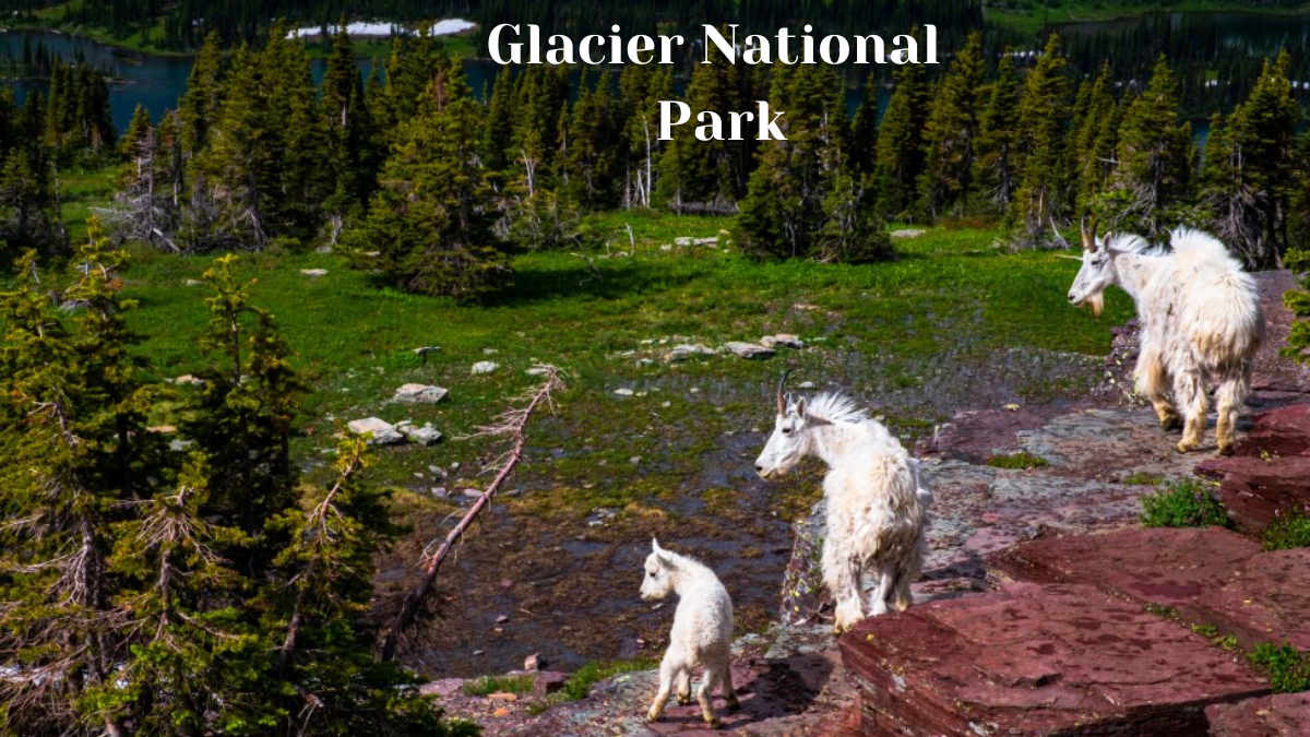 Nature's masterpiece: Glacier National Park