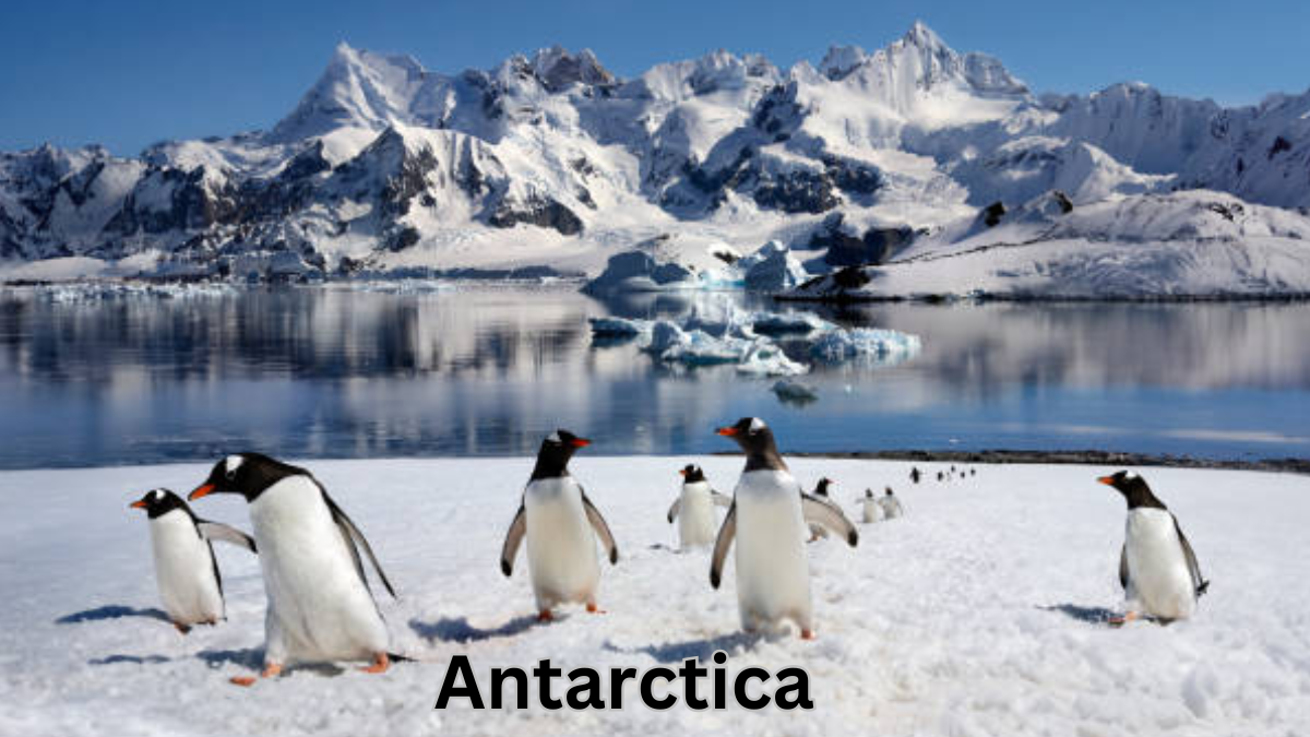 Discover the Wonders of Antarctica