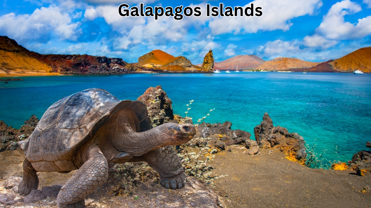 The Galapagos Islands: A Nature Lover’s Paradise