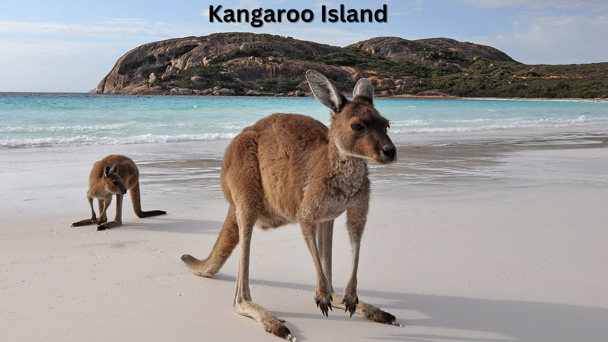 Kangaroo Island: A Wildlife Lover’s Paradise