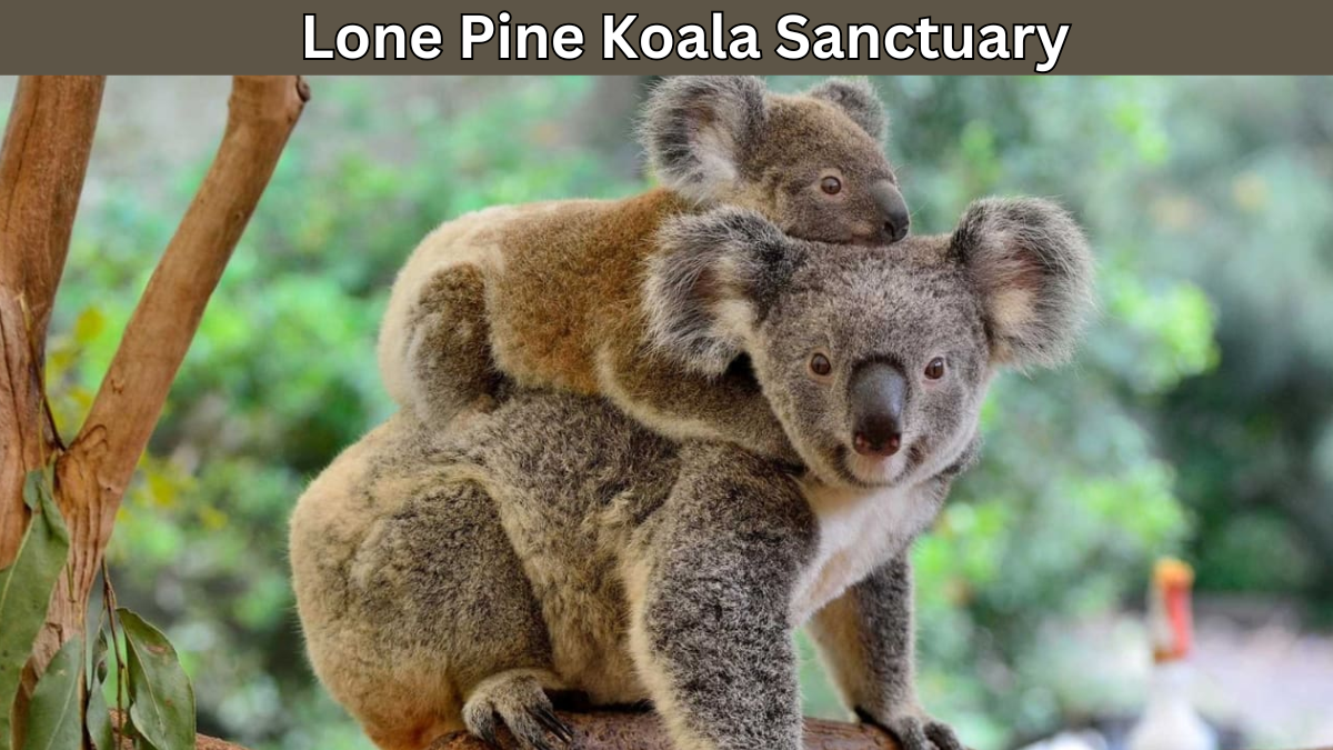 Koalas, Kangaroos & More: Lone Pine Wildlife Experience